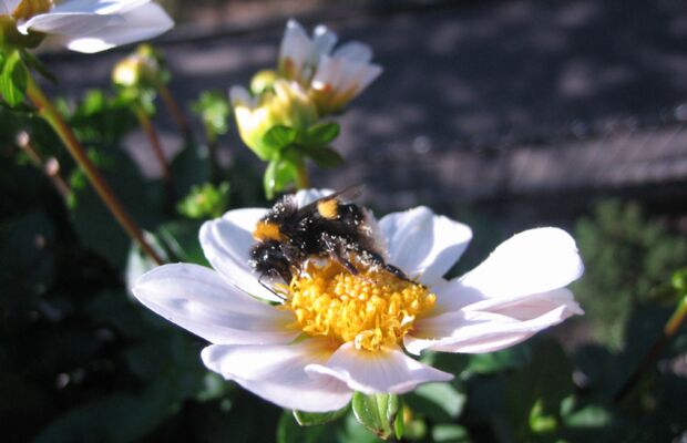 Eine Zwergdahlie, die kurz genug für Balkonkästen ist. Der Pollen erfreut Hummeln und Bienen.