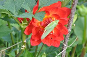 Ein Grünes Heupferd knabbert an den Blüten und hinterlässt dezente Lochmuster in der seerosenblütigen Taratahi Ruby.